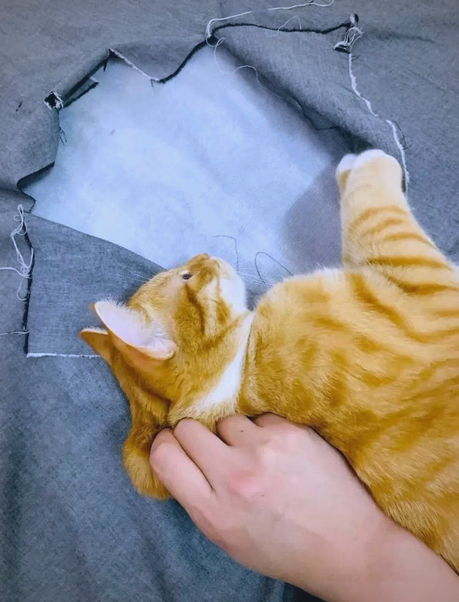 Teodora Kutsarova tweet media