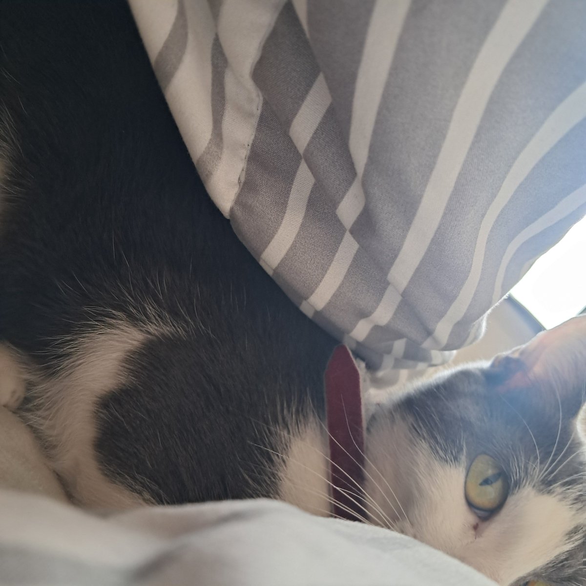 Renée-Pélagie de Montreuil tweet media