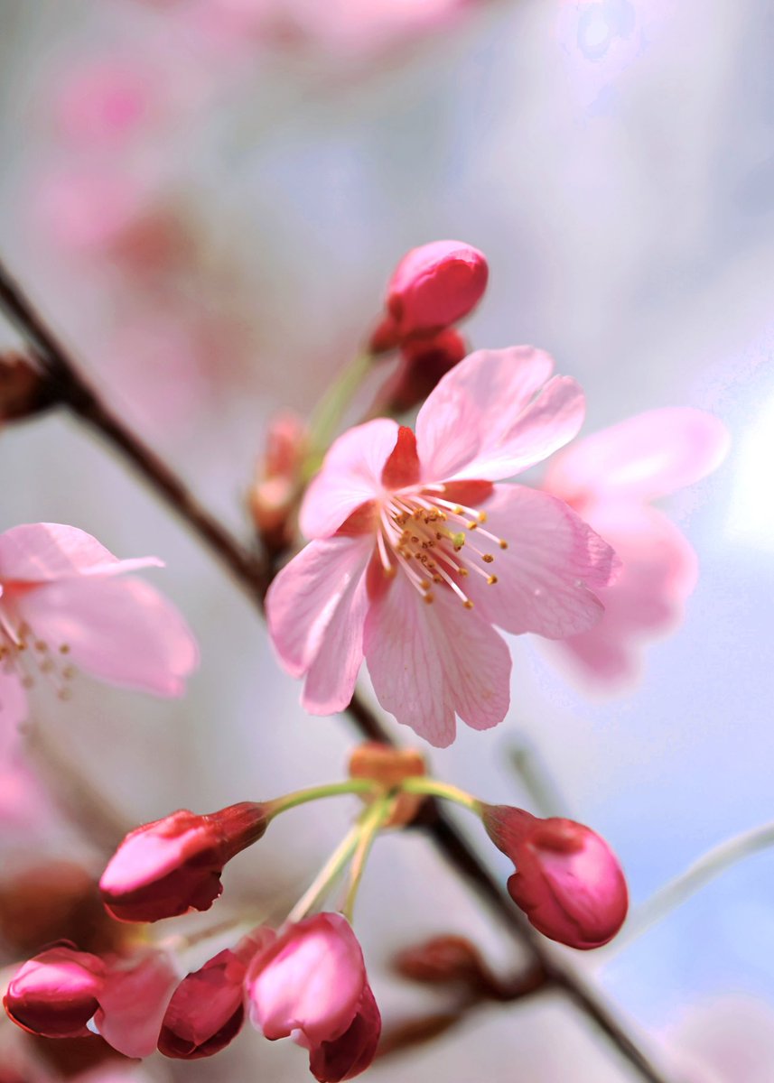 🎀テト🎀 tweet media