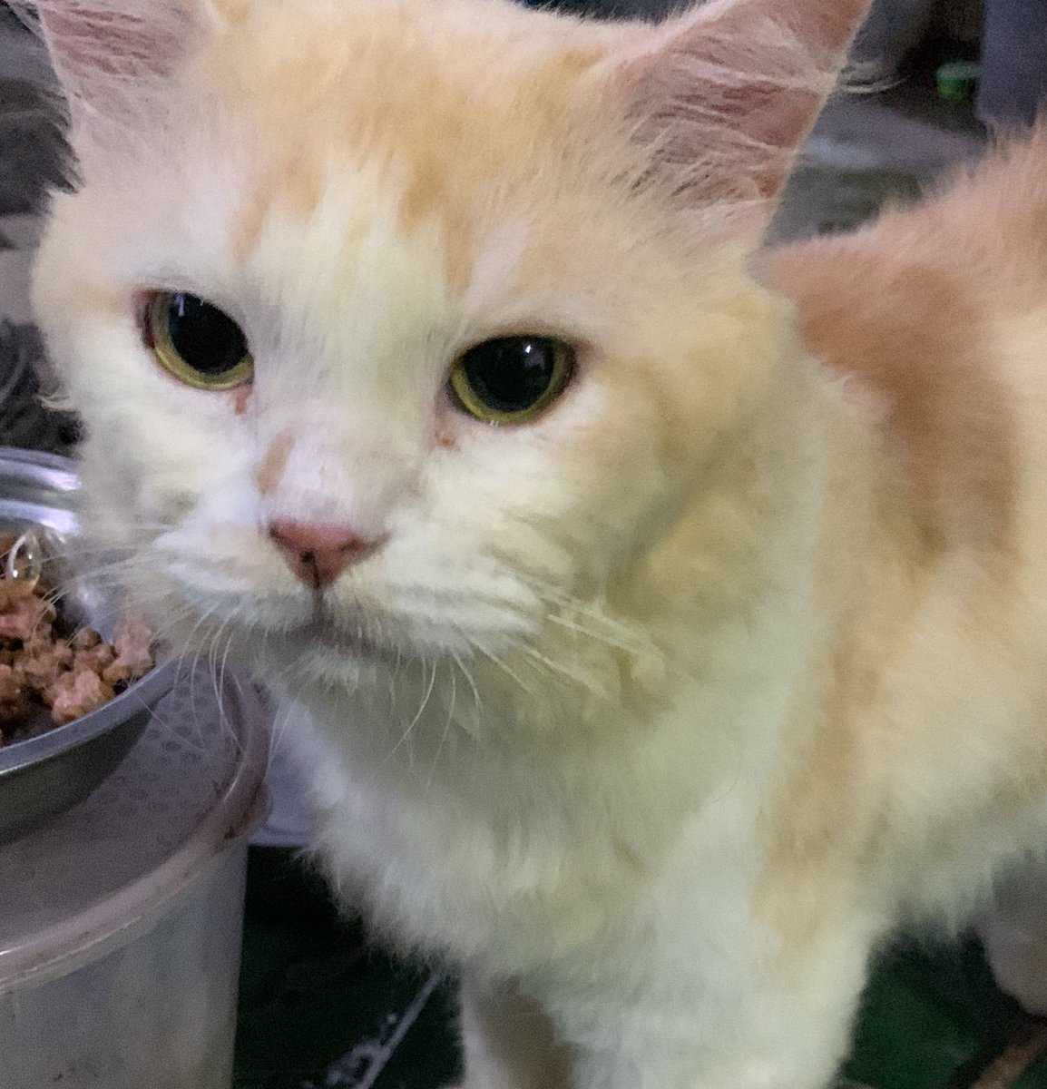 estrella (pls unfoll this acc) tweet media