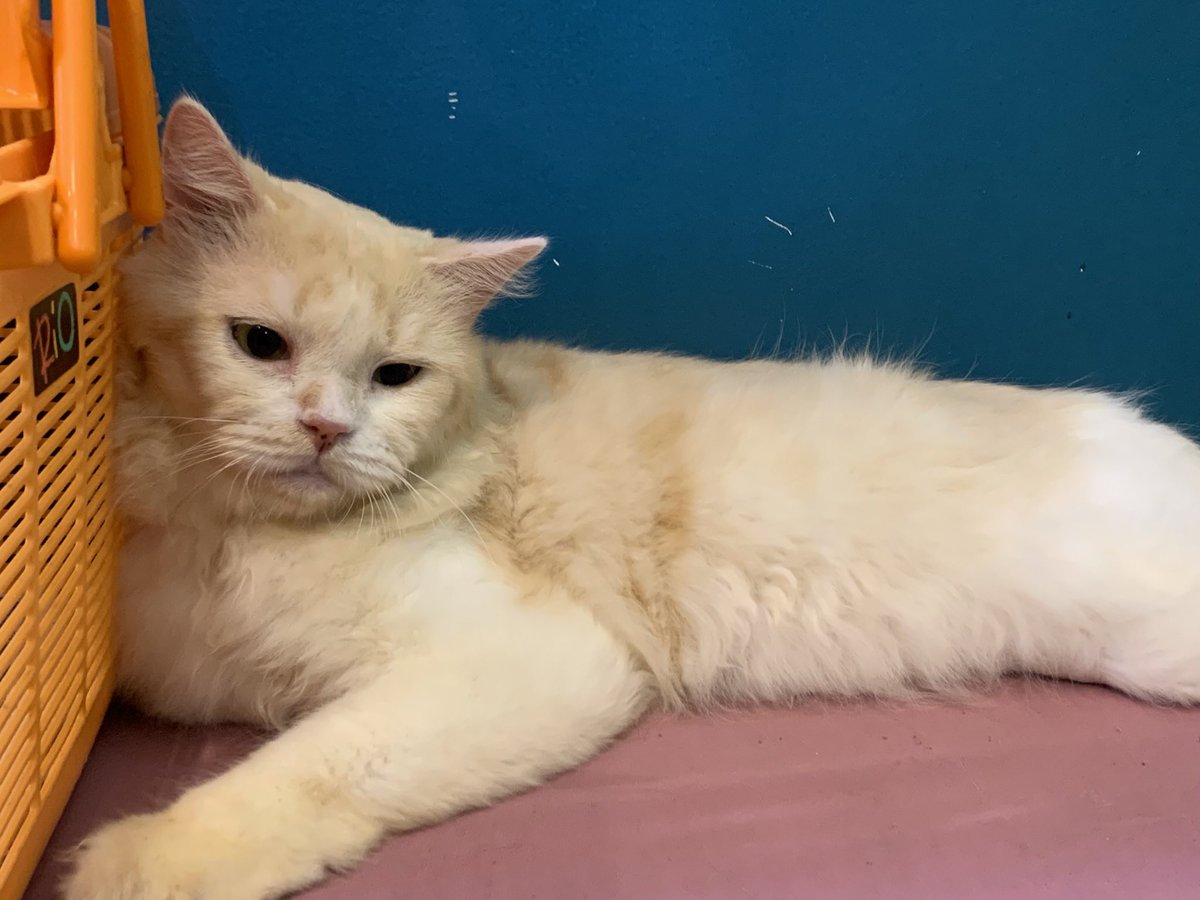 estrella (pls unfoll this acc) tweet media