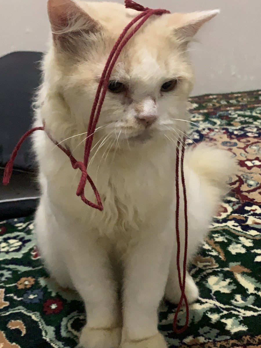 estrella (pls unfoll this acc) tweet media