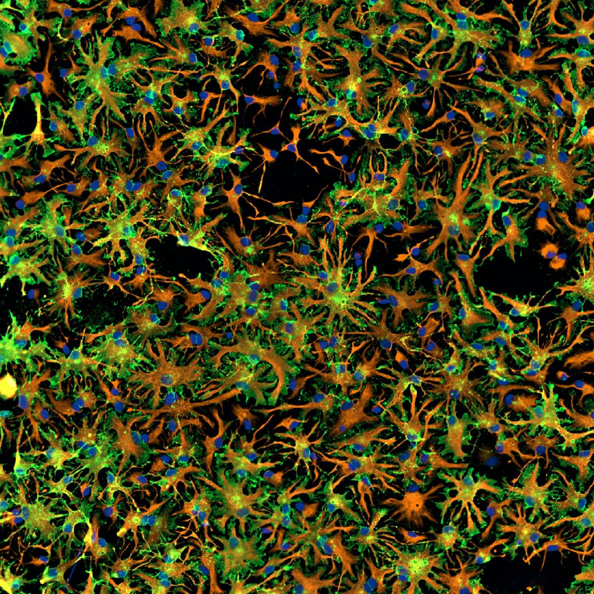 Proteintech Group tweet media