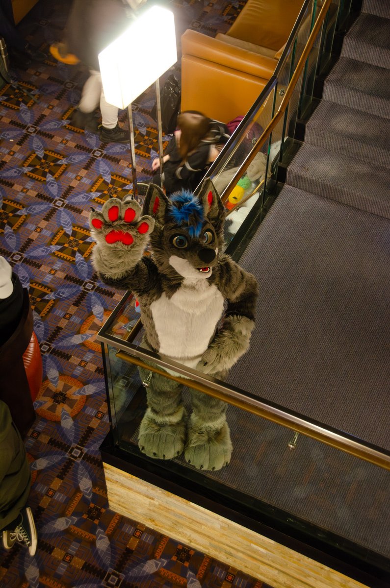 Fun fact: I am this smol in person
Happy #fursuitfriday !