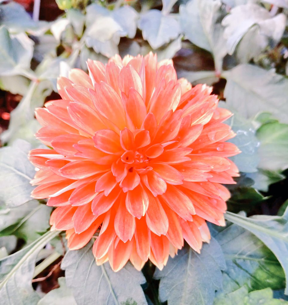 Happy #FlowersOnFriday 
'Hypnotic' Dahlia Flower
#Florida