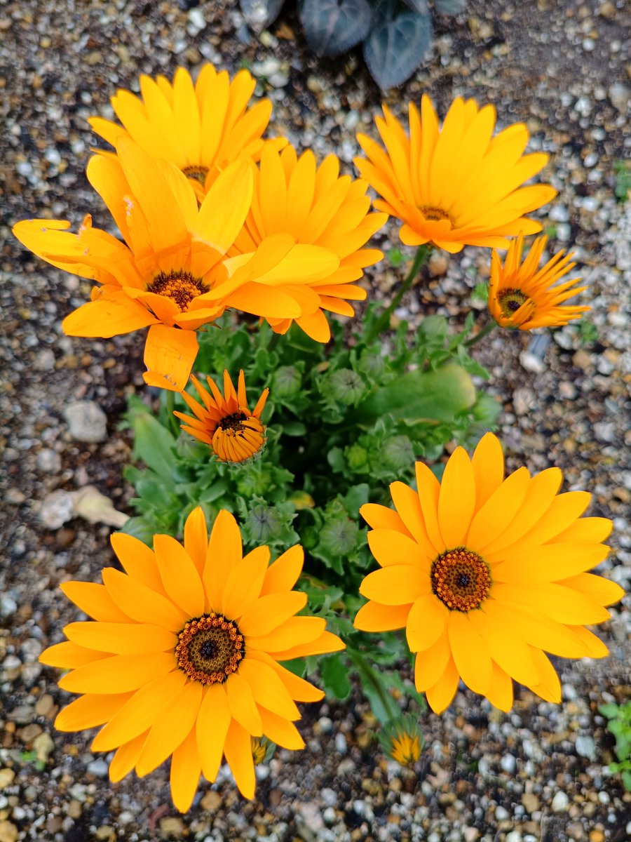 村上勇輝 tweet media