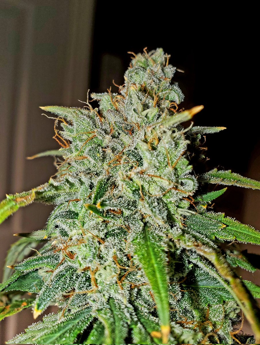 medicalgrower42's tweet image. Cannabis is a much safer alternative to hard drugs like opioids, cocaine, meth, and heavy alcohol: you can't fatally overdose on it, addiction risk is lower with milder withdrawal, and many people use it to replace harsher substances and reduce harm.