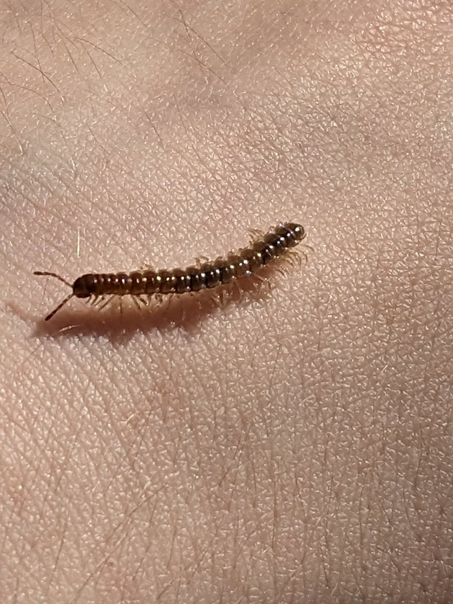 🌧️🐛 io tweet media