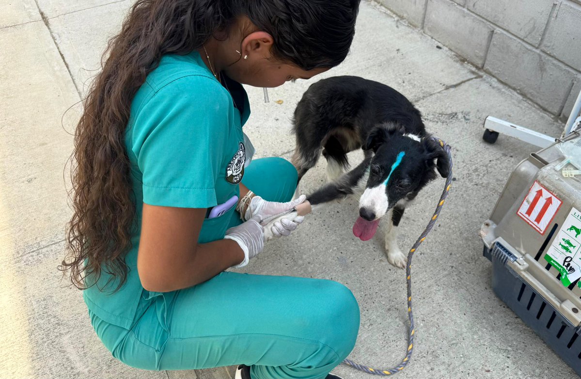 Ana Maria Aljure tweet media