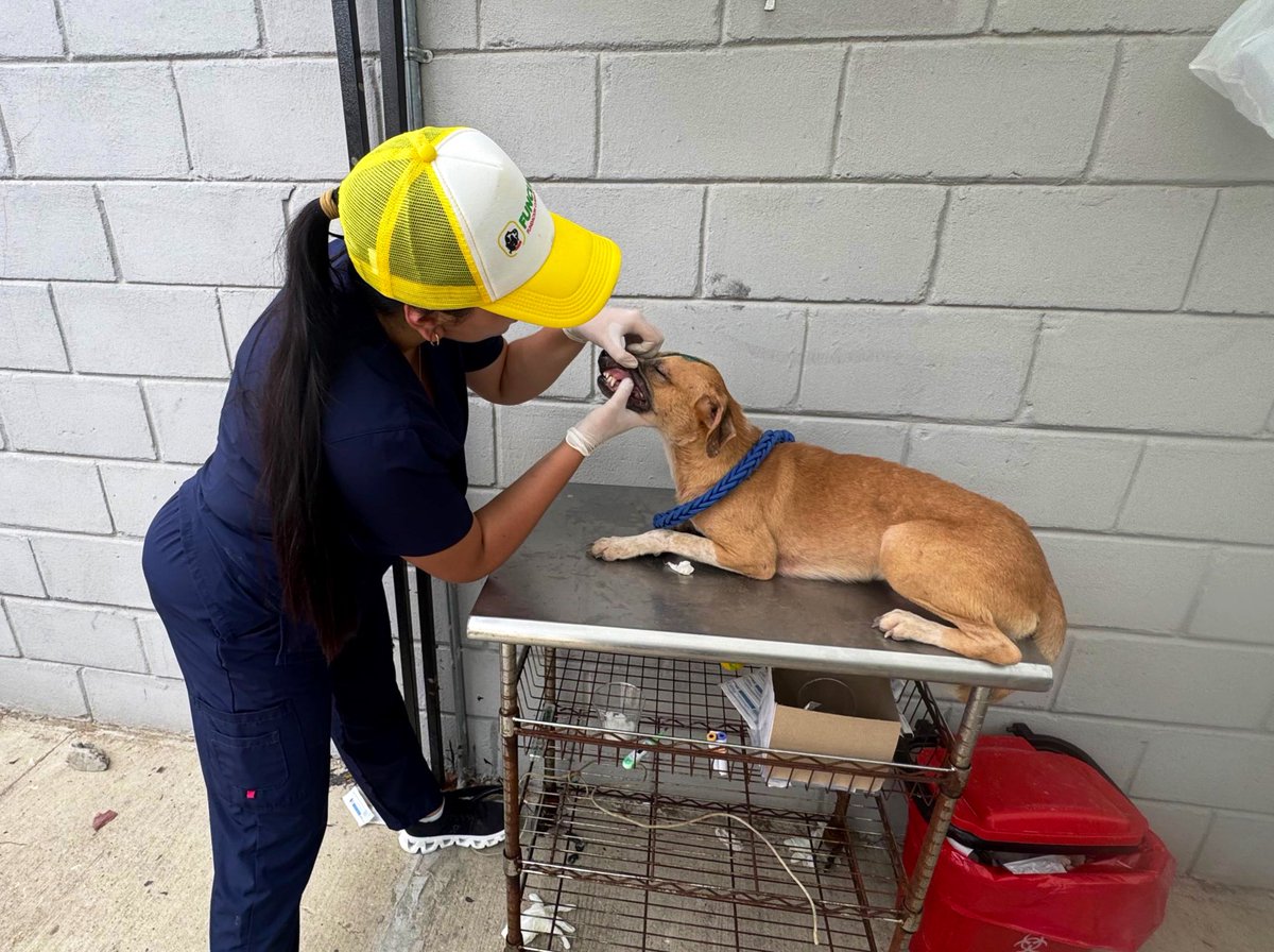 Ana Maria Aljure tweet media