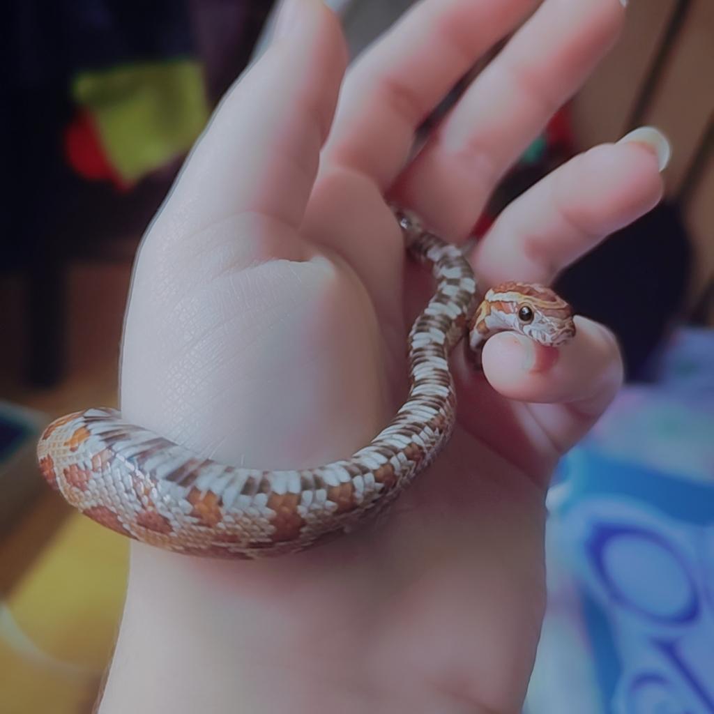 OttoVarClay tweet media