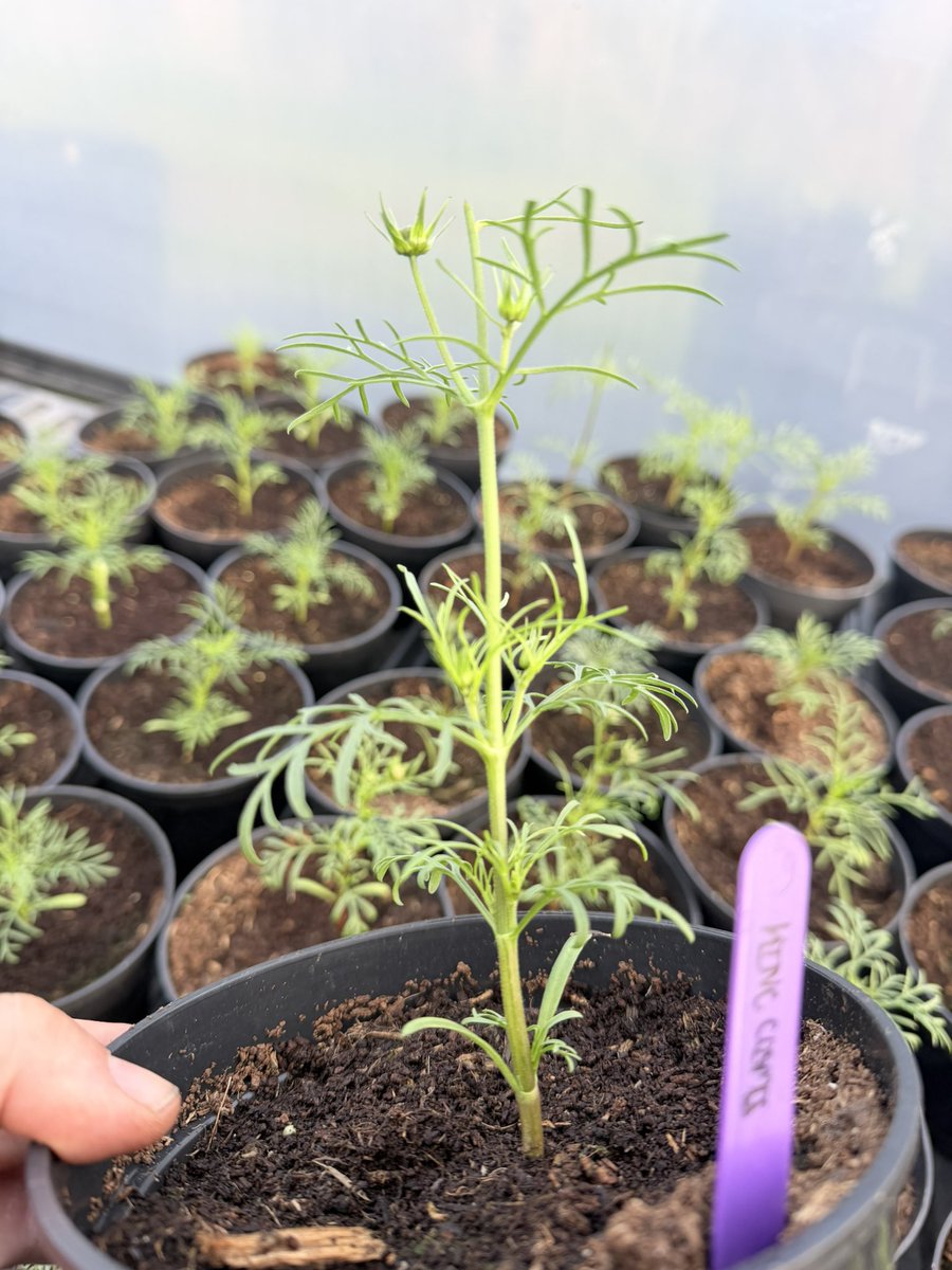 Jonathan Sheppard tweet media