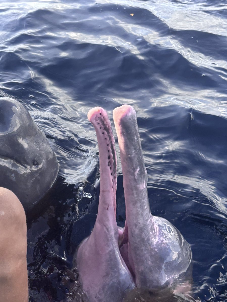 Cris 🇨🇴🇧🇷🏹🪇 tweet media