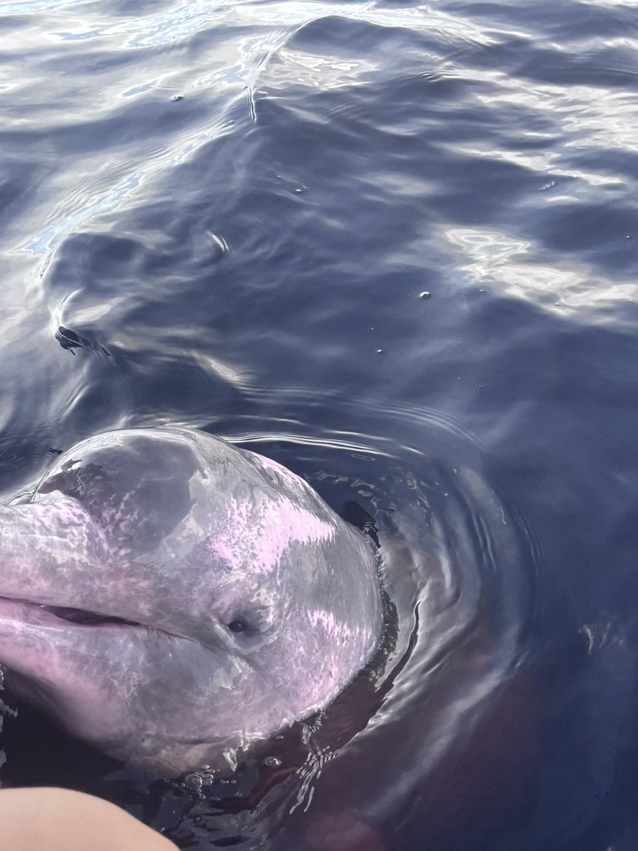 Cris 🇨🇴🇧🇷🏹🪇 tweet media