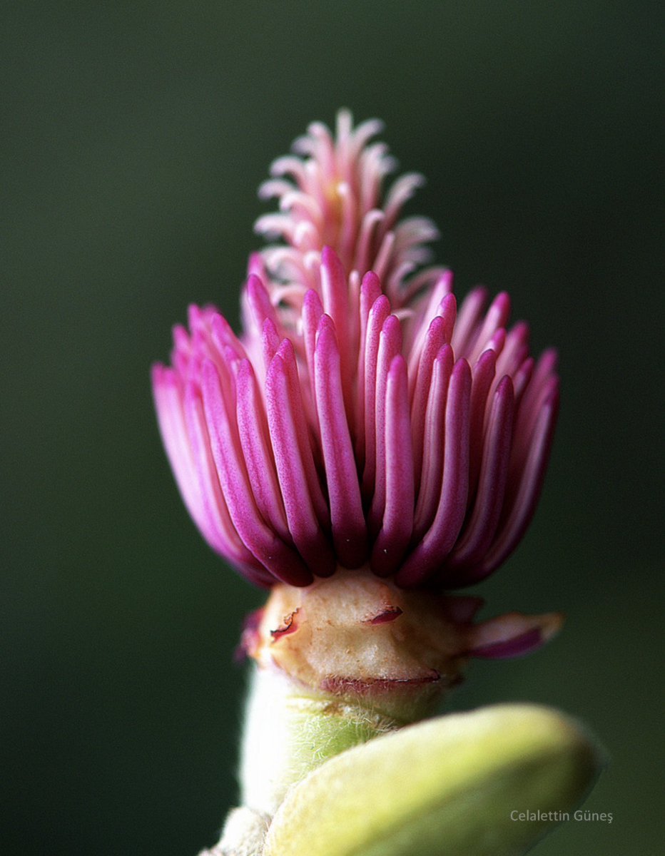 Celalettin Güneş tweet media