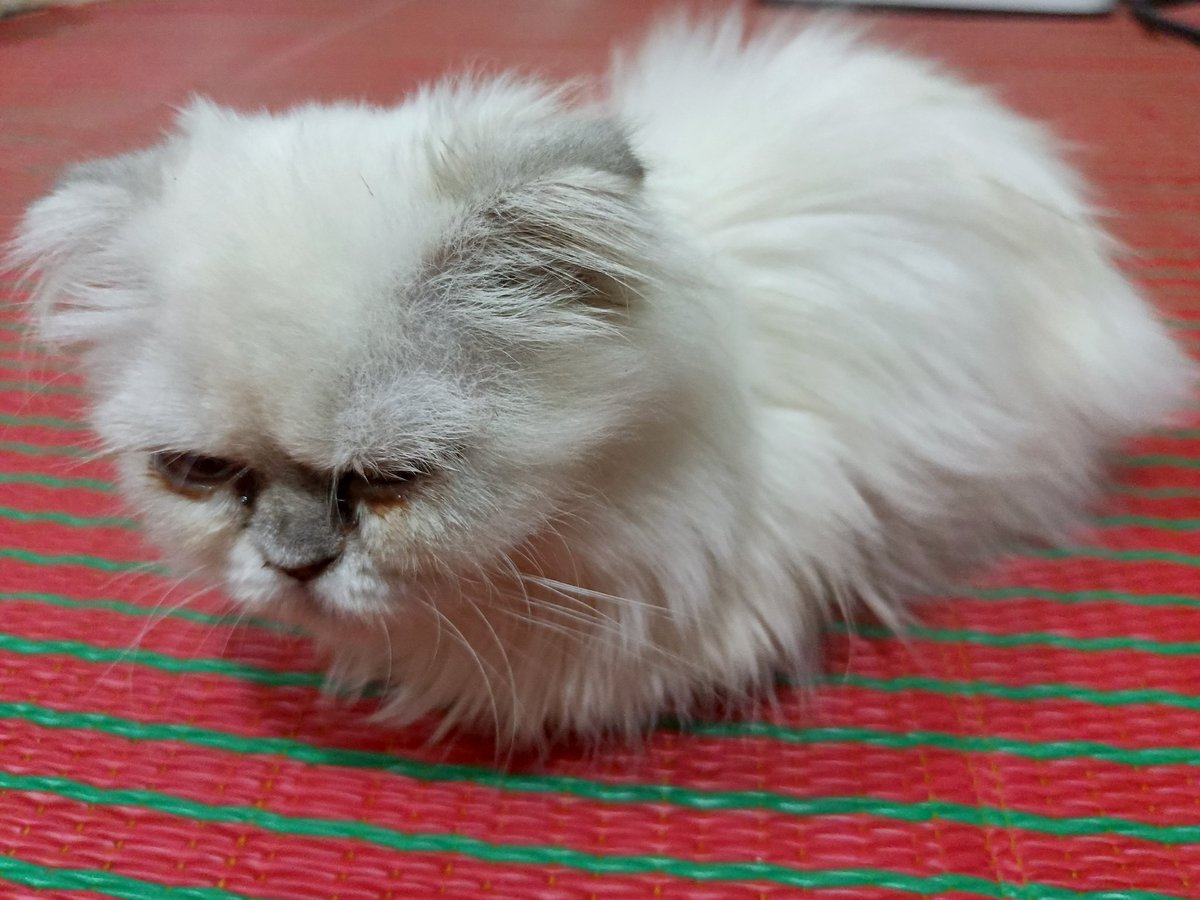 aren of #saikiktwt tweet media