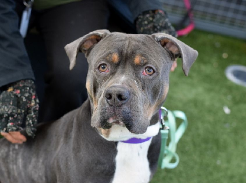 tomsland_'s tweet image. It's too late. Beautiful Papa Smurf is gone -  senselessly and callously killed by the brutal barbarians of NYCACC💔😭😭
RIP sweet Papa Smurf. Unlike the heartless monsters at NYCACC #AllDogsGoToHeaven🌈