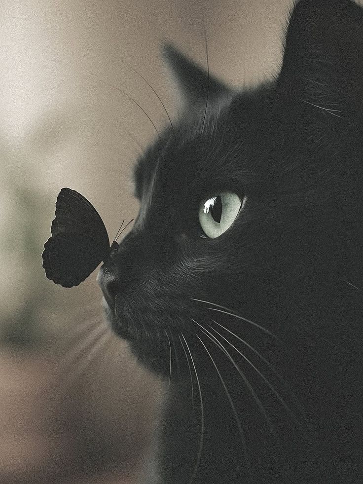 SassySiren tweet media