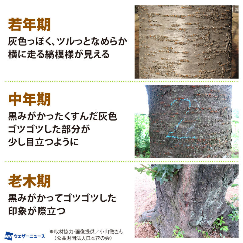 ウェザーニュース tweet media