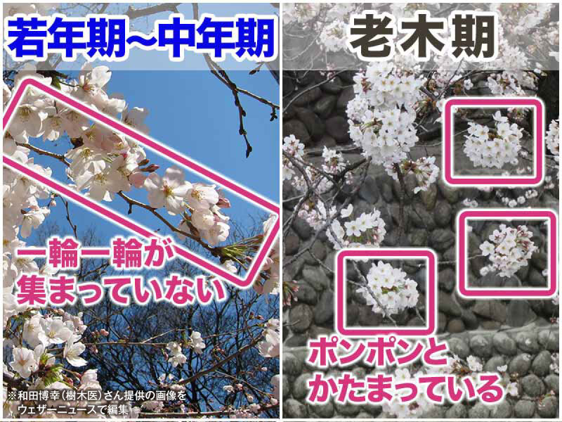 ウェザーニュース tweet media