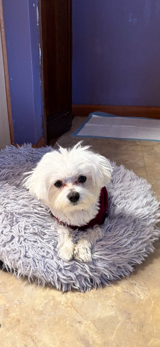 Kim Hayden Billy & 😇 Dusty & Carly🐣🐰🌻♥️🐾🌸 tweet media