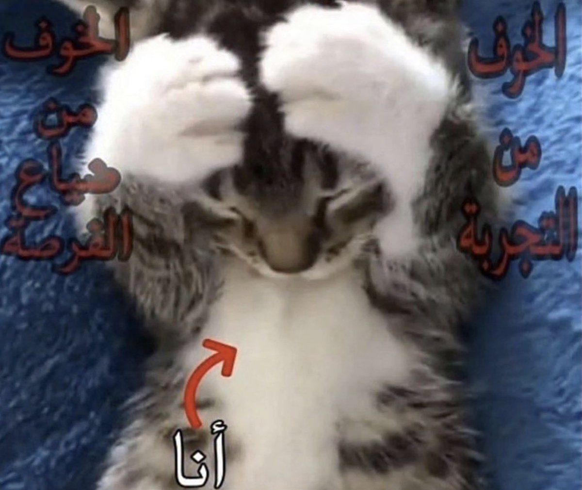 سلسبيل tweet media