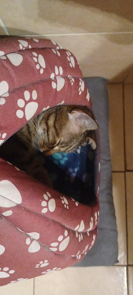  lapì|dai|capèl|liróssi  tweet media