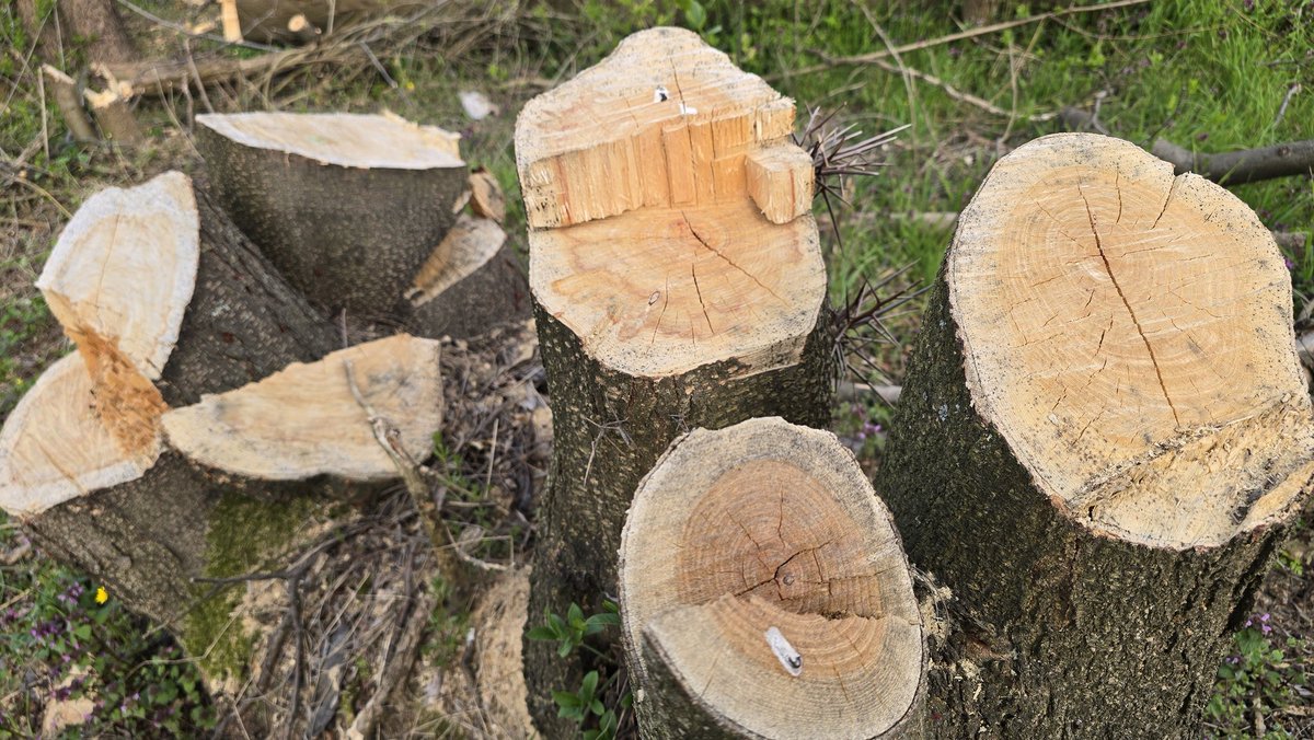 Marko M. Dragoslavic tweet media