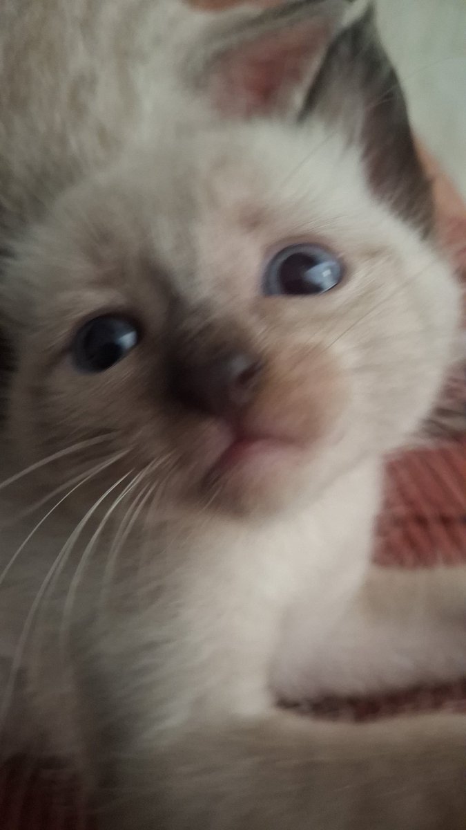 ju ENHYPEN IS SEVEN ★ tweet media