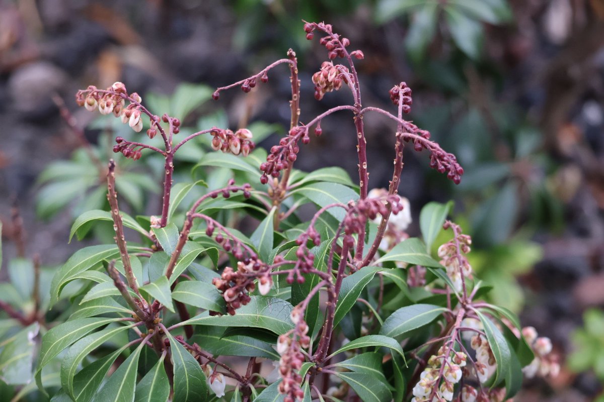 ゆうとP　高槻市最高‼️ 283_XXXDay1現地（太鼓の達人、鉄道、音鉄、アイマス、ラーメン） tweet media