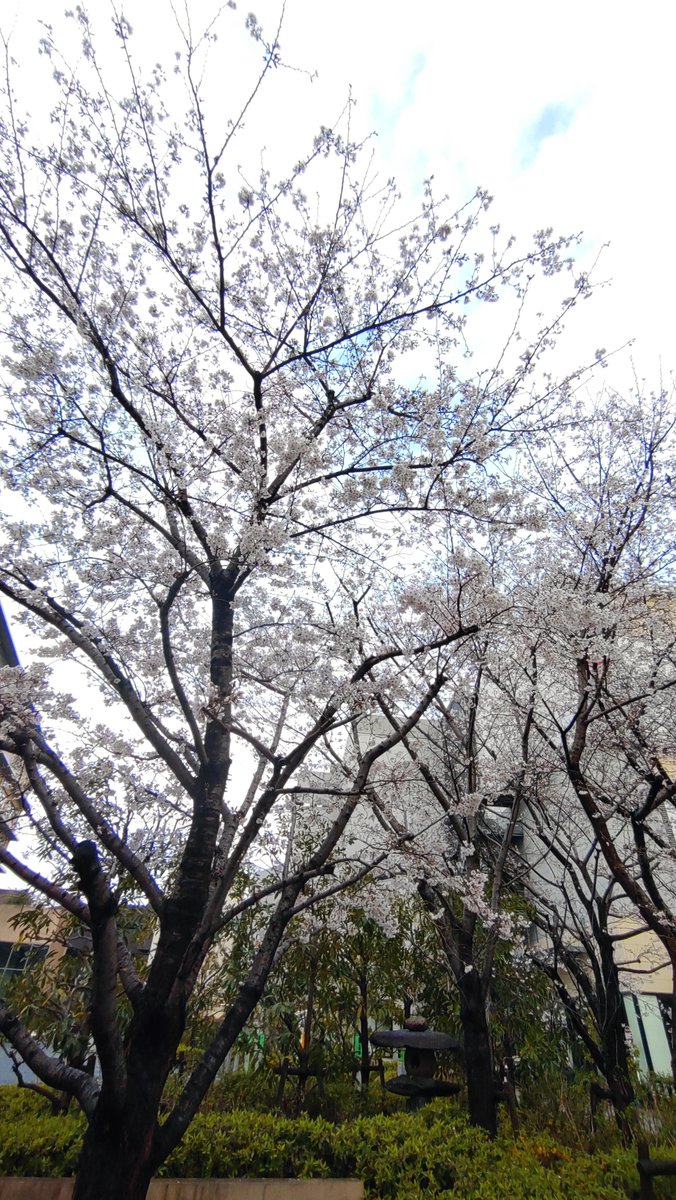 雨上がり 週末土曜の朝☁☀
桜も一気に花開きそうです🌸
本日も宜しくお願い致します。
髪切ってさっぱりしましょ✂
#おはようございます #調布 #理容室 #床屋 #予約詳細はHPより #LINE予約  #夕方枠延長中