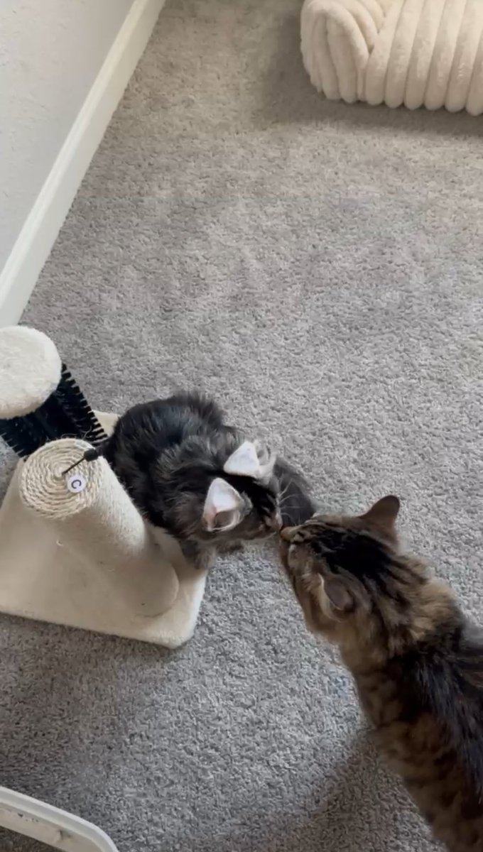 rev 😻 tweet media