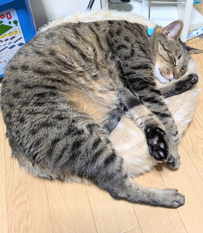 月と鷹 tweet media