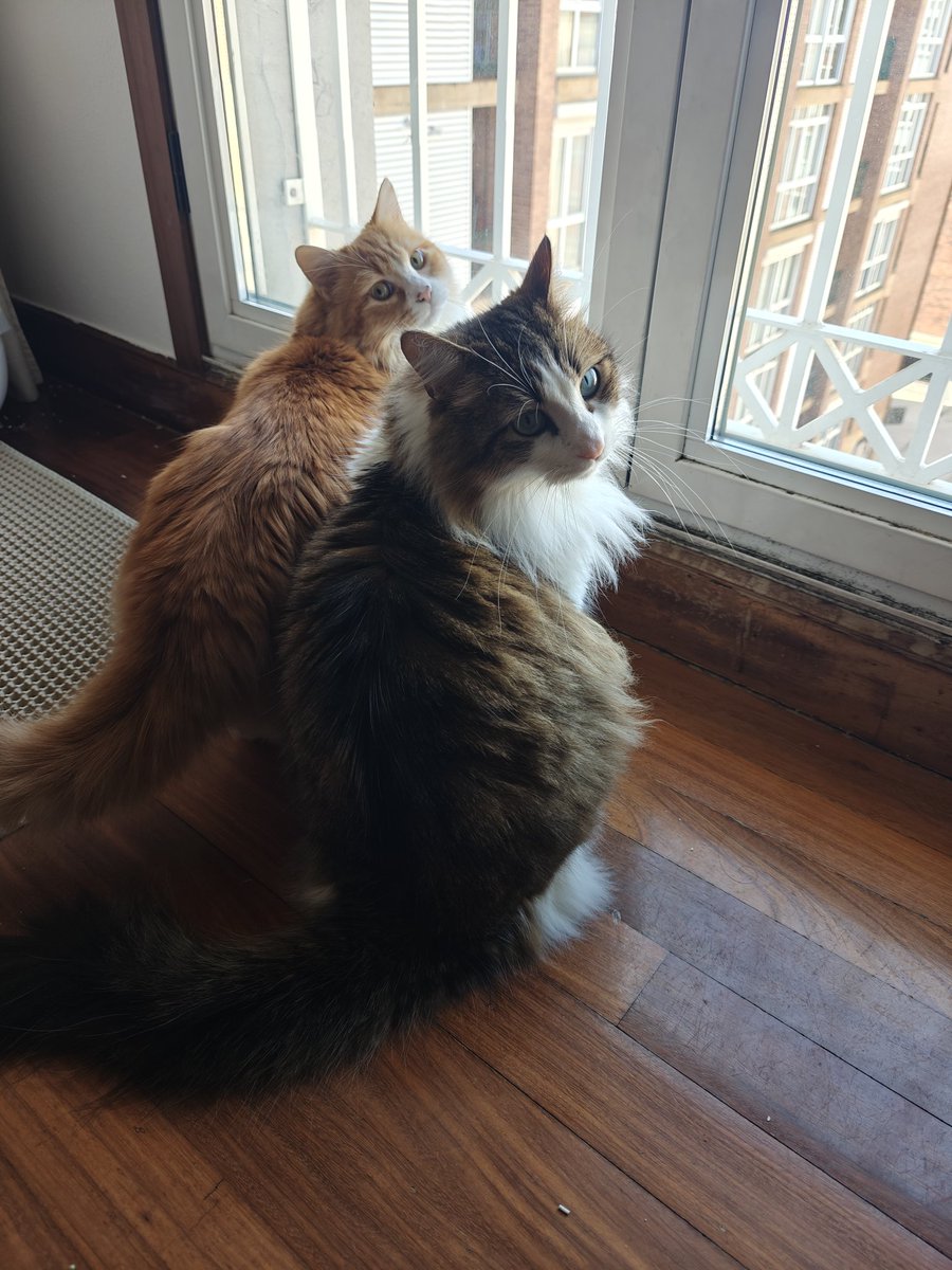 𝕵𝖔𝖘𝖊𝖑𝖚𝖐 tweet media