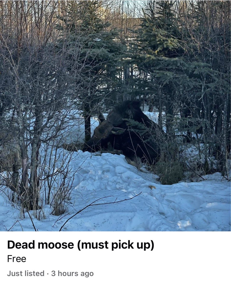 alaskalandmine's tweet photo. This might be the most Alaska post of the year! Dead moose (must pick up) 😂 https://t.co/mkWQhq34c0