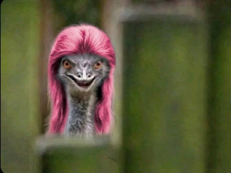 🌸GEMINI ♊ tweet media