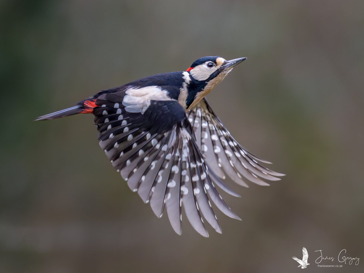 jamesgregoryph's tweet image. Great Spotted Woodpecker in flight.

📍Methley Leeds Uk

📷 Shot on Sony A1ii - 400mm

#SonyAlpha #BirdsSeenIn2026 #thebritishwildlife #TwitterNatureCommunity #wildlifephotography #naturephotography
@Natures_Voice