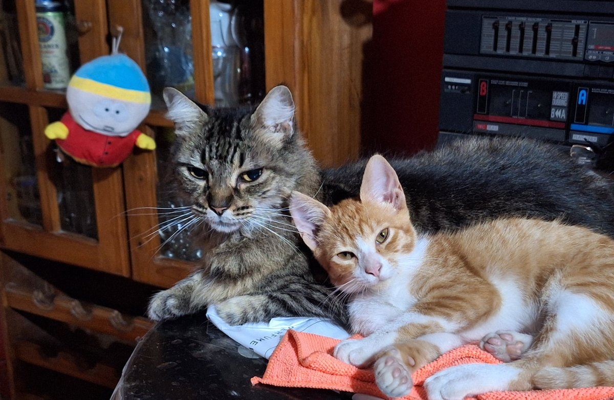 ☆ celeste 𒌐🦇 tweet media