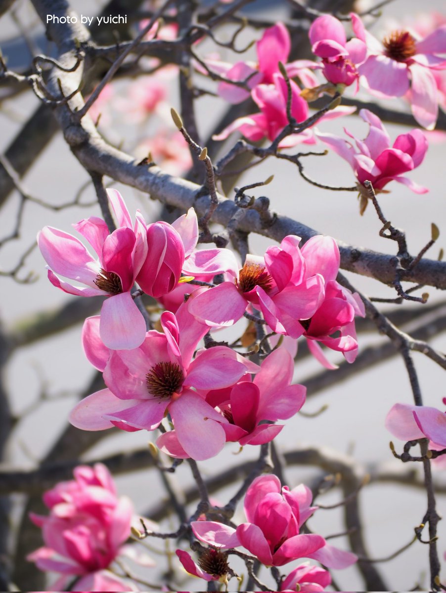 ゆういち 𓈒◌ tweet media