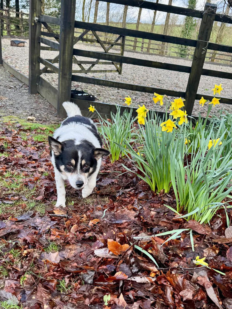 EverMore Dog Rescue tweet media