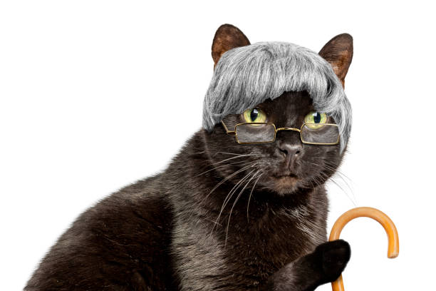 Kittii Crypto tweet media