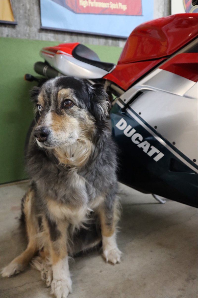 I could make these perfect <a href="/DucatiMotor/">Ducati</a> ad