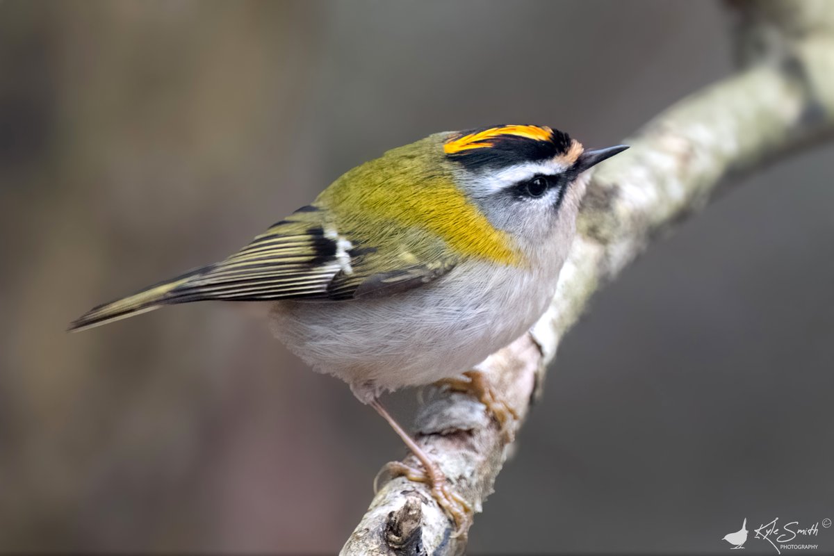 Kyle Smith 🏴󠁧󠁢󠁳󠁣󠁴󠁿 tweet media