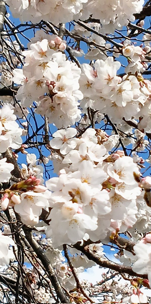 松村公子 tweet media