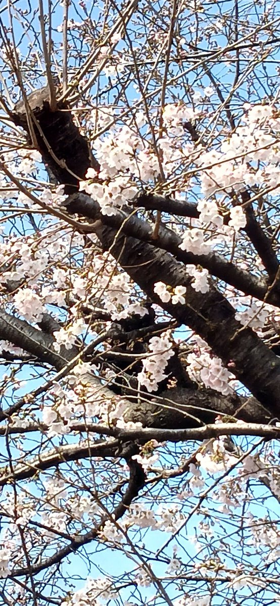 松村公子 tweet media