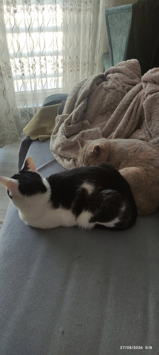 lefent1903's tweet photo. @BioDiscoveryHub British ev kedisi doğumundan itibaren şu an üç yaşında, Tekir Toxedo sokaktan sahiplendim 1 yaşında ♥️♥️♥️ https://t.co/SB3U3hJs9E