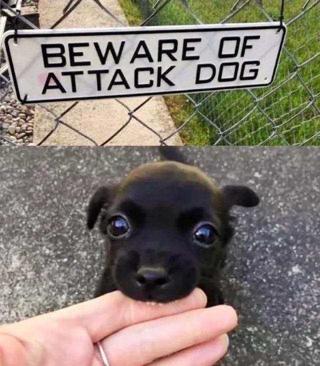 everything dogs 🐶 tweet media