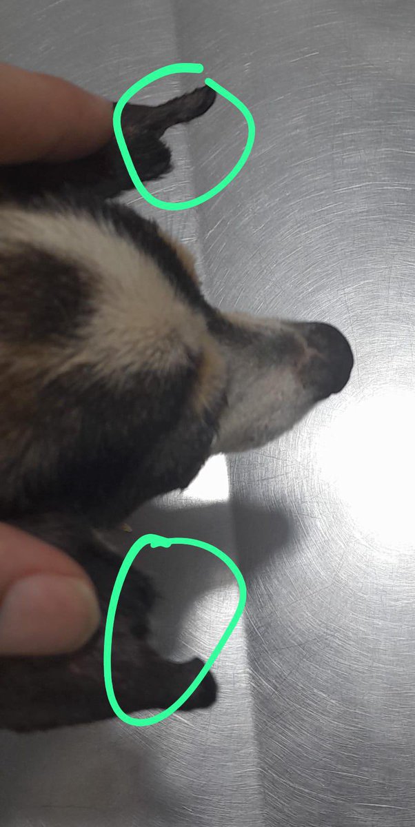 Gina..🌷 tweet media