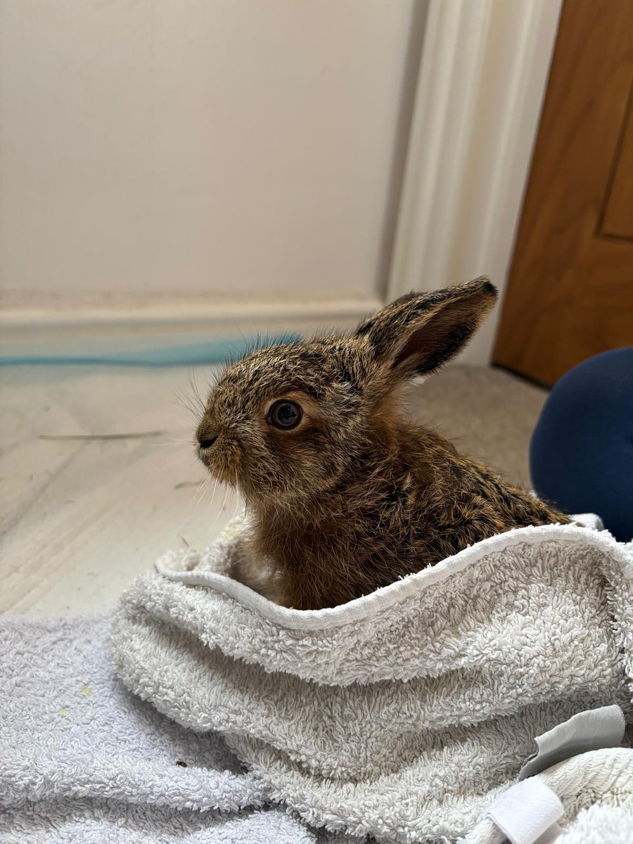 This little leveret has come in after being found. He is being fostered ...