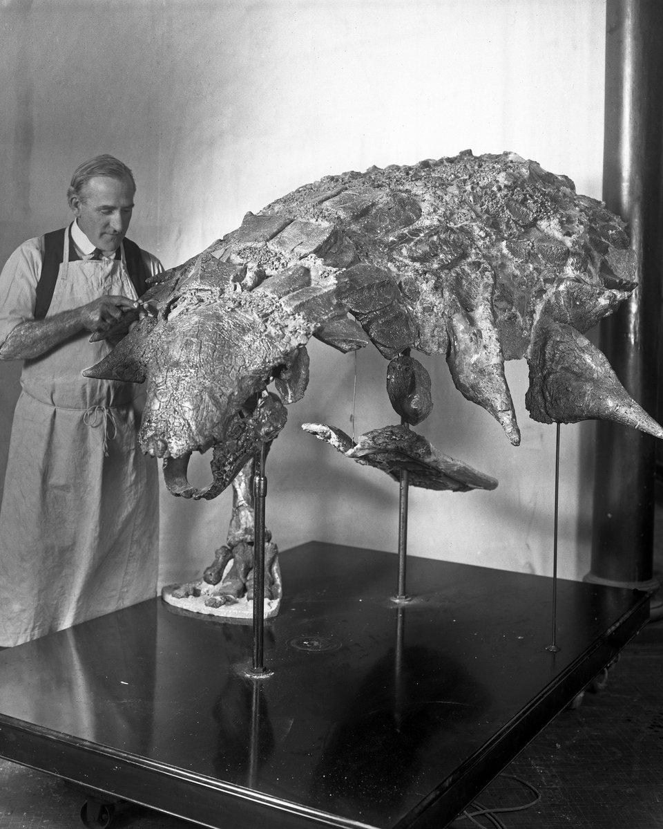 American Museum of Natural History tweet media